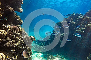 Coral Reef And Shoal Of Bright Blue Stripped Tropical Fish In Red Sea. Blue Lunar Fusilier Caesio Lunaris, Hard Corals And Rock