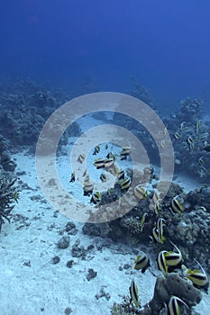 Coral reef with shoal of butterfyfishes on the bottom of red sea