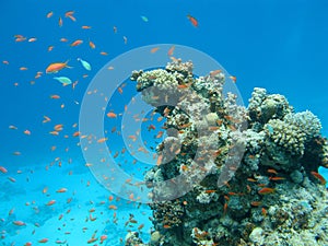 Coral reef with shoal of fishes scalefin anthias, underwater