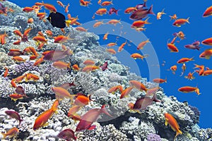 Coral reef with shoal of fishes scalefin anthias, underwater