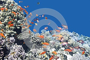 Coral reef with shoal of fishes scalefin anthias, underwater