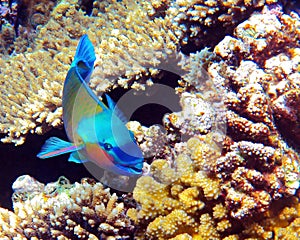 Coral reef with a single Parrotfish