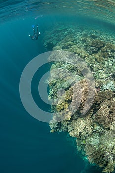 Coral Reef and Snorkeler