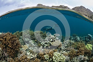 Coral Reef and Snorkeler in Raja Ampat