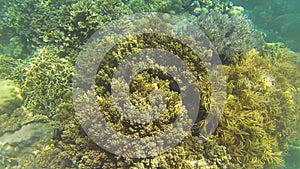 Coral reef snorkling n Philippines