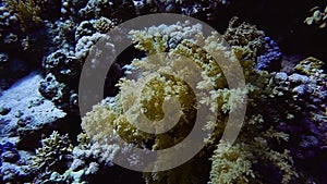 Coral reef. soft coral
