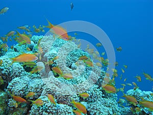 Coral reef with soft coral and fishes Anthias in tropical sea,