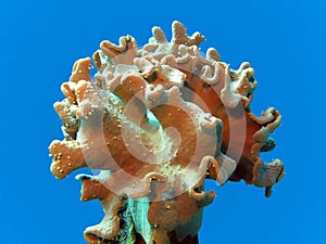 Coral reef with soft coral isolated on blue water background