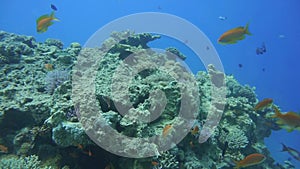 Coral reef: soft and hard coral, school of glass fish. Egypt, Red sea