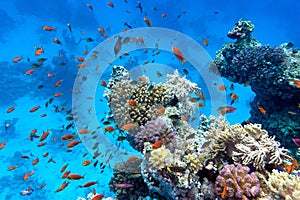 Coral reef with soft and hard corals with exotic fishes anthias on the bottom of tropical sea on blue water background