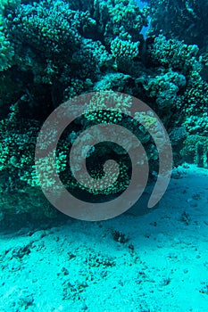 Coral reef with soft and hard corals and exotic fishes anthias in tropical sea on blue water background, underwater