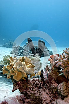 Coral reef with soft, hard corals and sea spong
