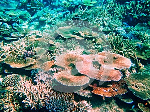 Coral reef in Somosomo Strait off the coast of Taveuni Island, F