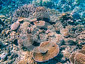 Coral reef in Somosomo Strait off the coast of Taveuni Island, F