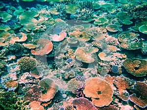 Coral reef in Somosomo Strait off the coast of Taveuni Island, F