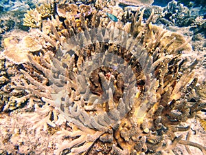 Coral reef in Somosomo Strait off the coast of Taveuni Island, F