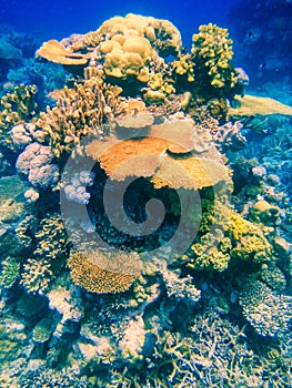 Coral reef in Somosomo Strait off the coast of Taveuni Island, F