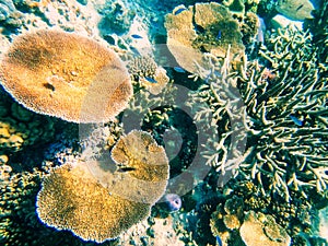 Coral reef in Somosomo Strait off the coast of Taveuni Island, F