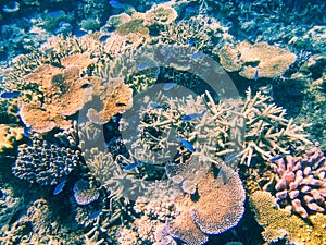 Coral reef in Somosomo Strait off the coast of Taveuni Island, F