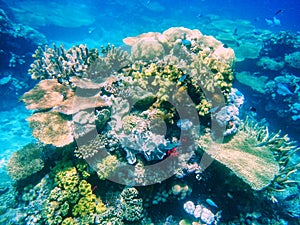 Coral reef in Somosomo Strait off the coast of Taveuni Island, F