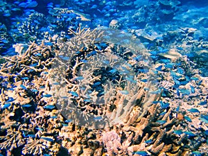 Coral reef in Somosomo Strait off the coast of Taveuni Island, F