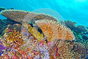 Coral Reef, South Ari Atoll, Maldives