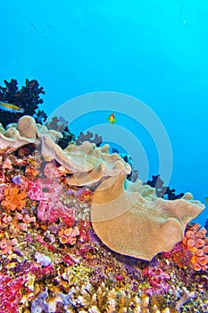 Coral Reef, South Ari Atoll, Maldives
