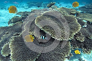 Coral reef - South Ari Atoll - Maldives