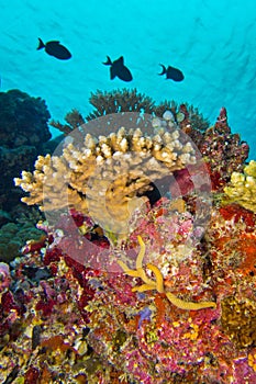 Coral Reef, South Ari Atoll, Maldives