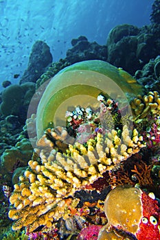 Coral Reef, South Ari Atoll, Maldives