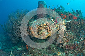 Coral Reef South FLorida