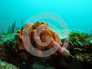 Coral reef in south Florida