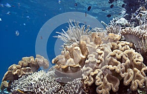 Coral Reef South Pacific