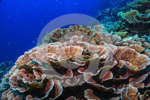 Coral reef South Pacific