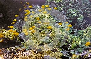 Coral reef South Pacific,Big Island Hawaii