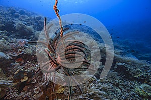 Coral reef South Pacific,Crinoid