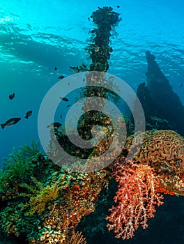 Coral reef South Pacific, Liberty Wreck