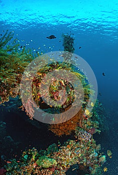 Coral reef South Pacific, Liberty Wreck