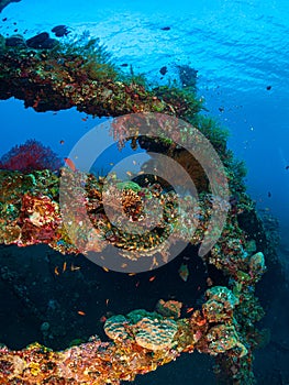 Coral reef South Pacific, Liberty Wreck