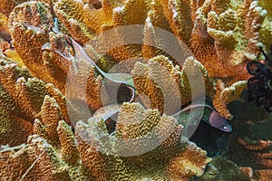 Coral reef South Pacific,Moray eels, or Muraenidae photo