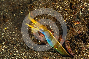 Coral reef South Pacific,ribbon eel ,Rhinomuraena quaesita
