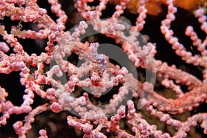 Coral reef South Pacific Sulawesi, pygmy seahorses