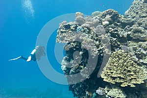 coral reef with stony corals and divers at the bottom of tropical sea