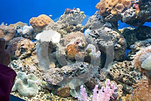 Coral reef