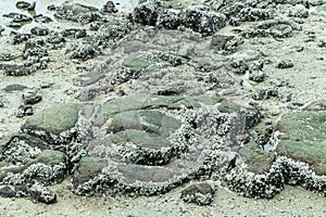 Coral Reef and Sunset in the beach