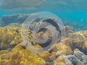 Coral reef on the surface of the water photo