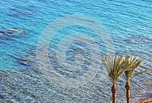 Coral reef in Taba