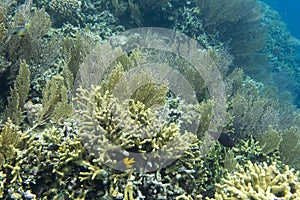 Coral reef in Togian island