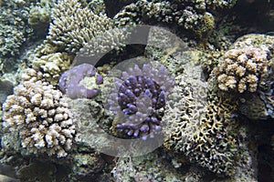 Coral reef in the Togian islands