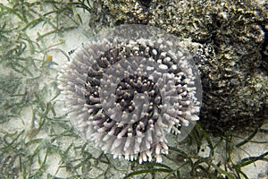 Coral reef in the Togian islands